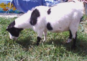 Foxtail Acres Magic Dreamer
