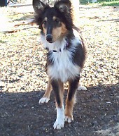 Scottish Farm Collie